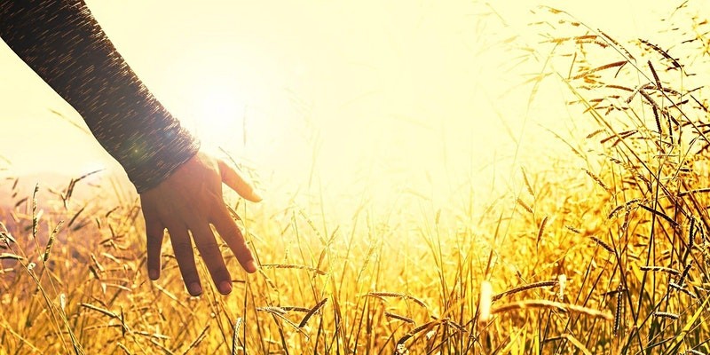 Sunlit hand reaching out to touch flowers in a field